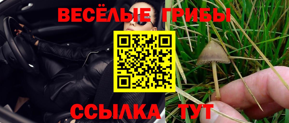Кызыл  Псилоцибиновые грибы Cubensis  Вход с VPN 